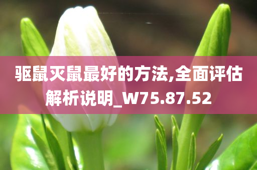 驱鼠灭鼠最好的方法,全面评估解析说明_W75.87.52