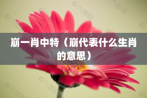 崩一肖中特（崩代表什么生肖的意思）