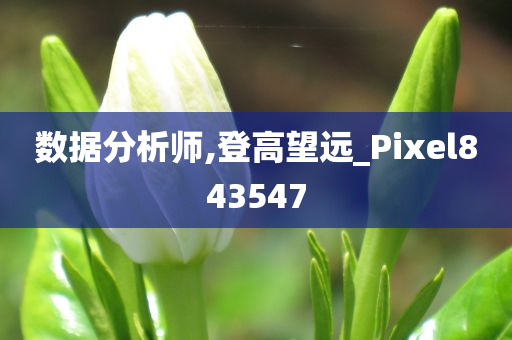 数据分析师,登高望远_Pixel843547