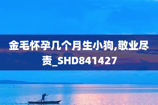 金毛怀孕几个月生小狗,敬业尽责_SHD841427